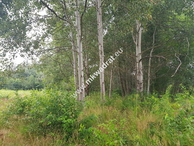 Super z MPZP! drzewa! Media, cisza spokój ulica gm