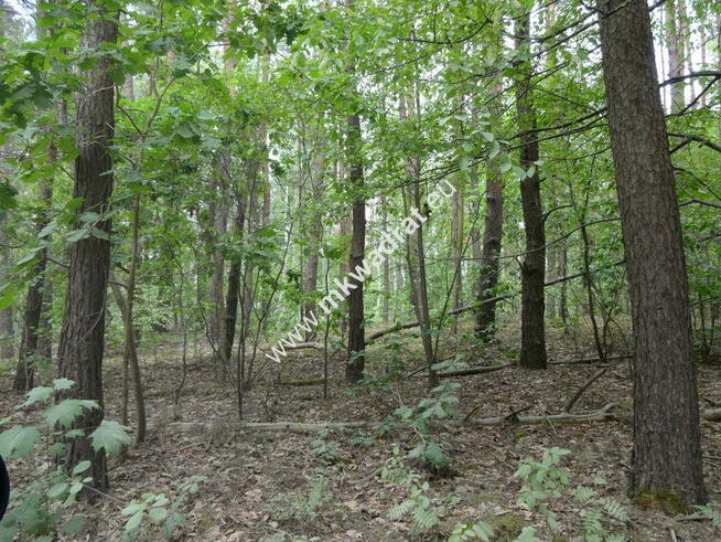Zabudowa rezydencjonalna w otulinie lasu