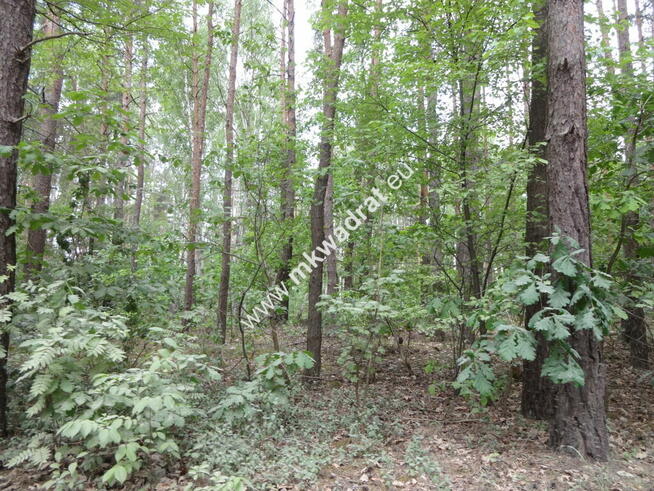 Zabudowa rezydencjonalna w otulinie lasu
