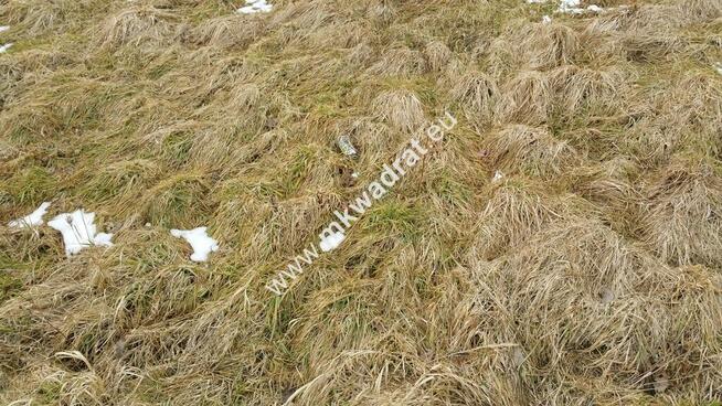 Duża, słoneczna, tania!