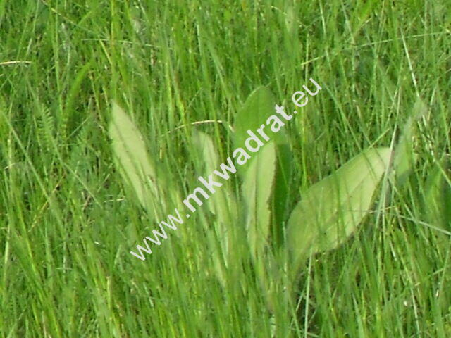 Działka z pozwoleniem na budowę