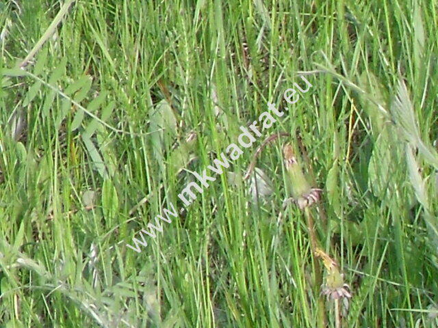 Działka z pozwoleniem na budowę