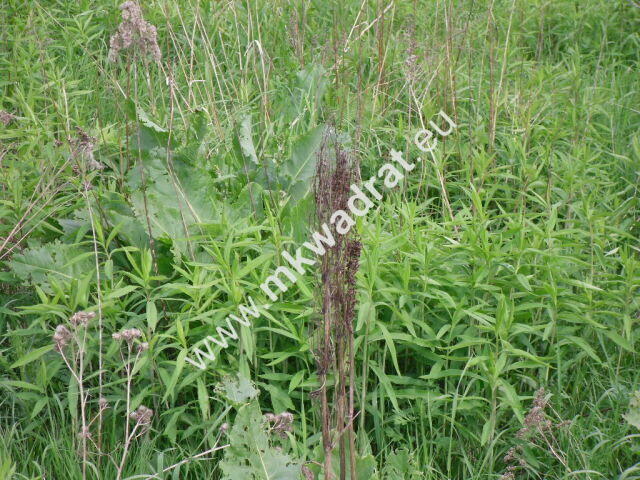 Działka z pozwoleniem na budowę