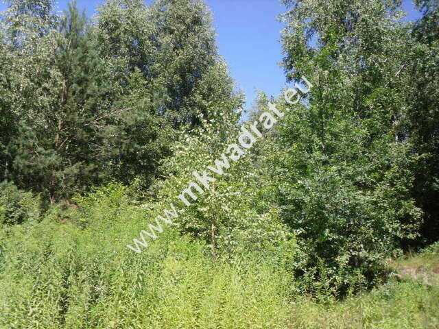 Działka budowlana w malowniczym Żółwinie