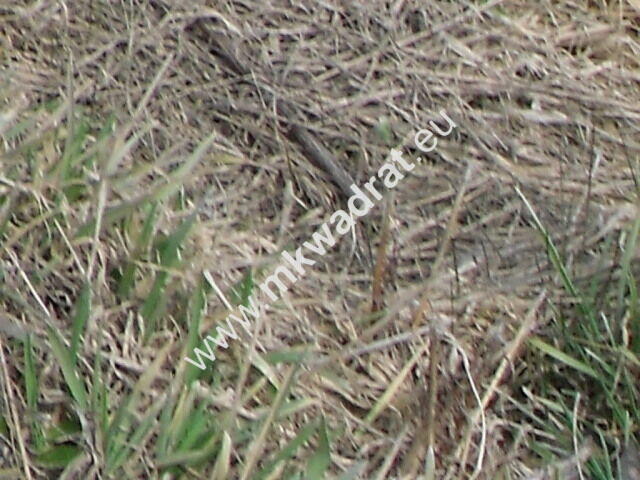 Zachwycająca działka w Żelazowej Woli