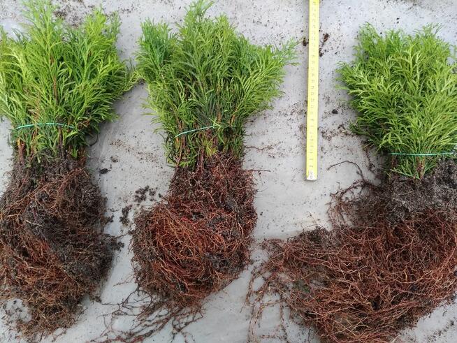 Tuja Smaragd około 15-22 cm dwuletnia sadzonka szmaragd, goł