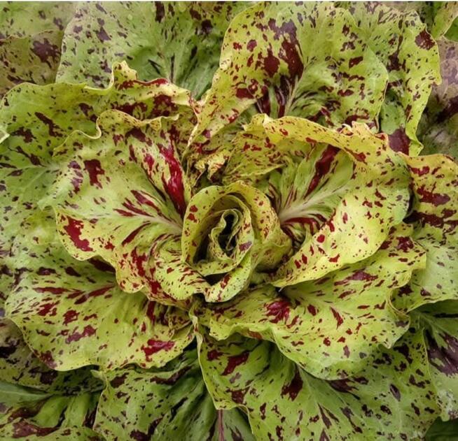 Sałata kapusta egzotyczna Tatsoi Pac choi Mizuna rzymsświata