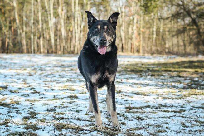 Hasan-starszy średniej wielkości pies do adopcji