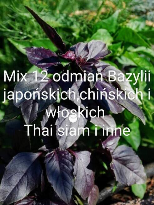 Sałata kapusta egzotyczna Tatsoi Pac choi Mizuna rzymsświata