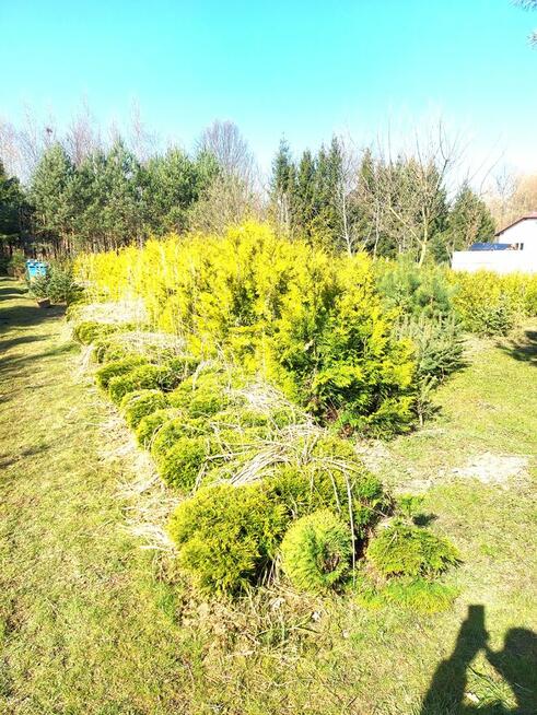 tuja zoty gold