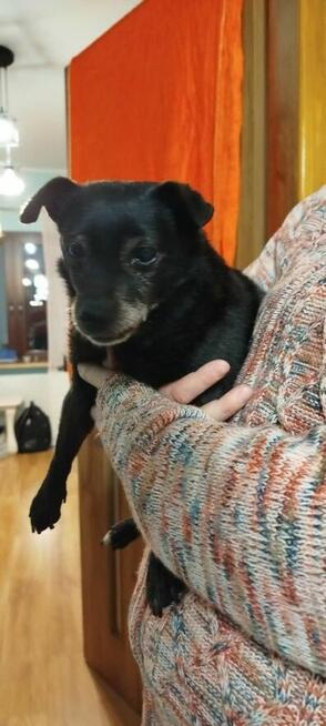 Becia szuka domy, suczka, mała