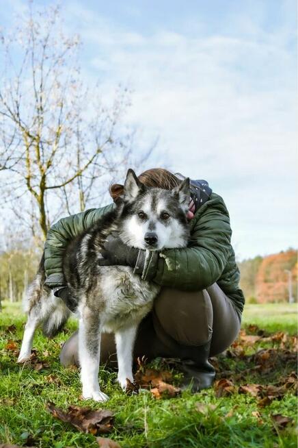 Max- starszy, średniej wielkosci pies do adopcji