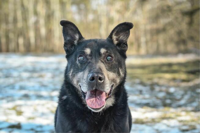 Hasan-starszy średniej wielkości pies do adopcji