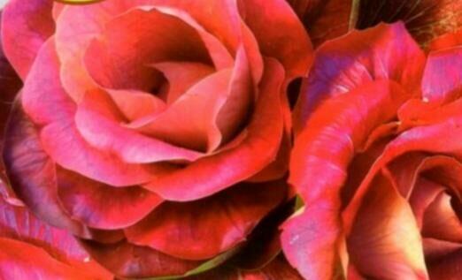 Sałata kapusta egzotyczna Tatsoi Pac choi Mizuna rzymsświata