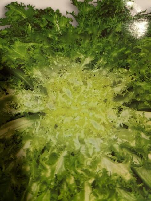 Sałata kapusta egzotyczna Tatsoi Pac choi Mizuna rzymsświata