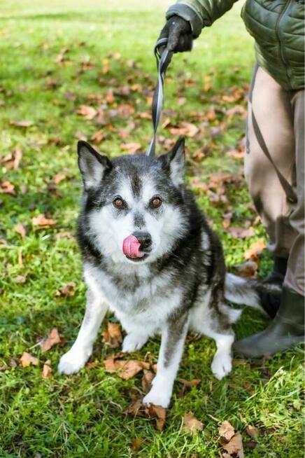 Max- starszy, średniej wielkosci pies do adopcji
