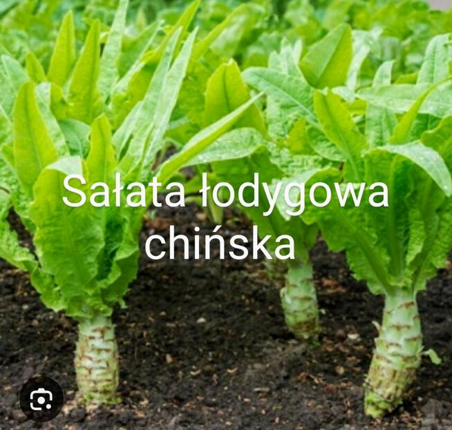 Sałata kapusta egzotyczna Tatsoi Pac choi Mizuna rzymsświata