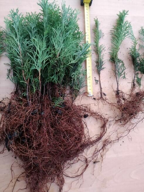 Tuja Smaragd około 15-22 cm dwuletnia sadzonka szmaragd, goł