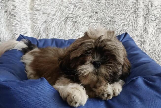 Szczenięta shih-tzu
