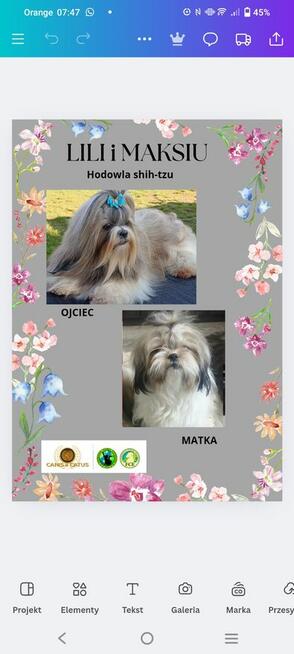 Szczenięta shih-tzu