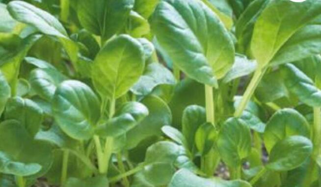 Sałata kapusta egzotyczna Tatsoi Pac choi Mizuna rzymsświata