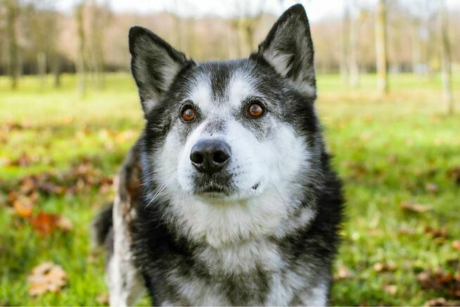 Max- starszy, średniej wielkosci pies do adopcji