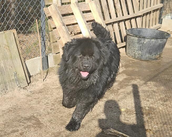 Nowofunland 11 miesięcy