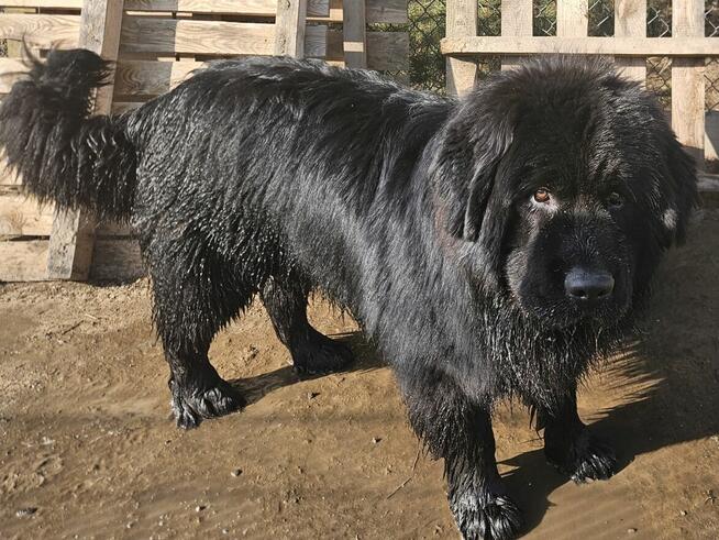 Nowofunland 11 miesięcy