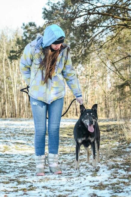 Hasan-starszy średniej wielkości pies do adopcji