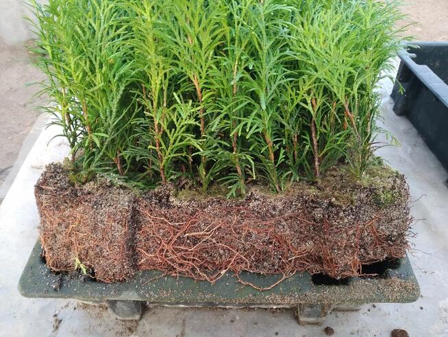 Tuja Smaragd około 15-22 cm dwuletnia sadzonka szmaragd, goł