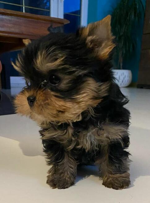 Yorkshire terrier