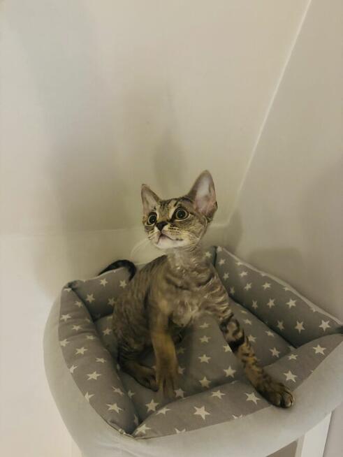 kocurek Devon Rex