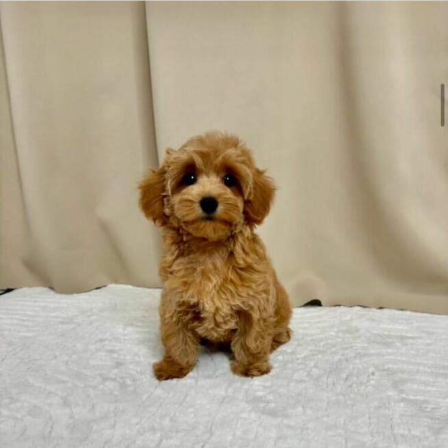 maltipoo na sprzedaż w dobrych rękach