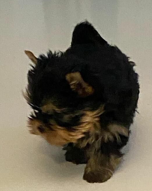 Yorkshire terrier