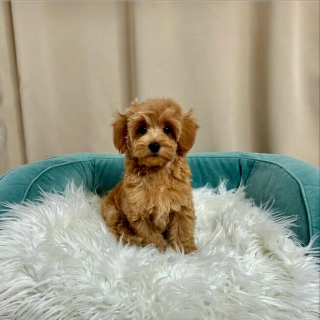 maltipoo na sprzedaż w dobrych rękach
