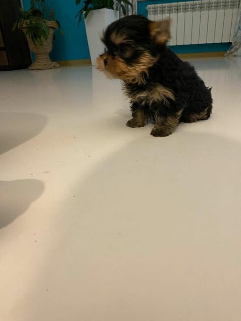 Yorkshire terrier