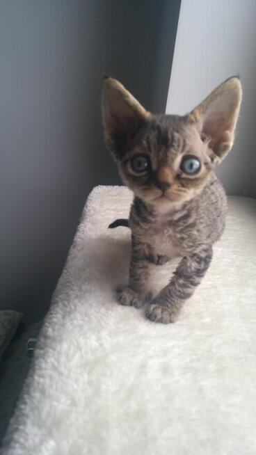 kocurek Devon Rex