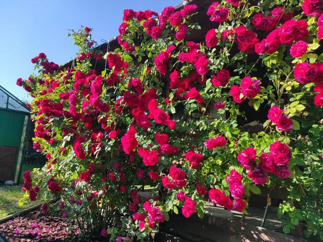 Cicha działka ROD Antoniuk