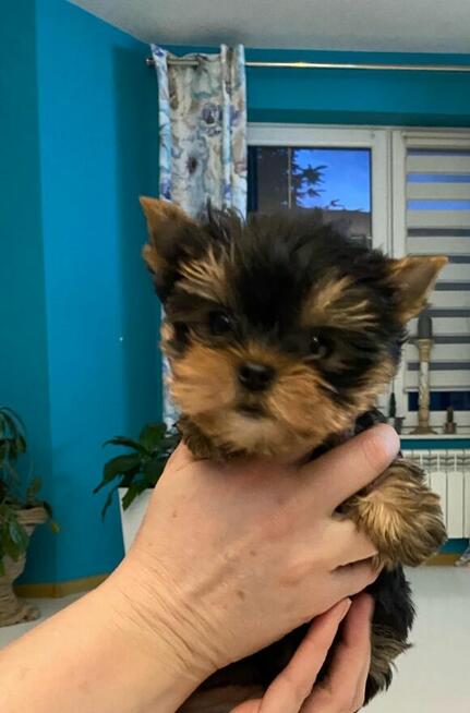 Yorkshire terrier