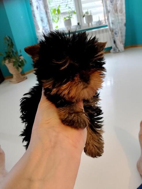 Yorkshire terrier