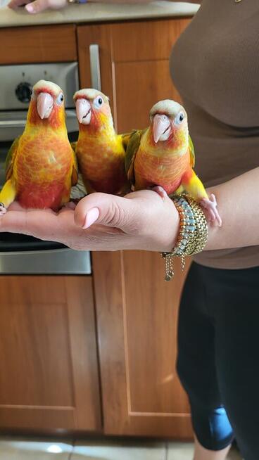 Rudosterki ręcznie karmione pupile