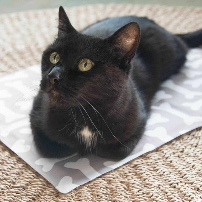 Mata Chłodząca dla Psa Kota Zwierząt Legowisko Do chłodzenia