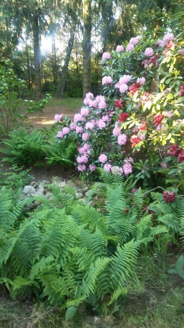 Działka lubelskie Uścimów Stary