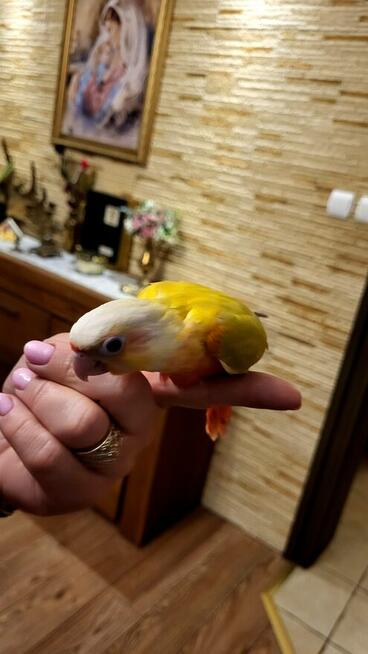 Rudosterki ręcznie karmione pupile