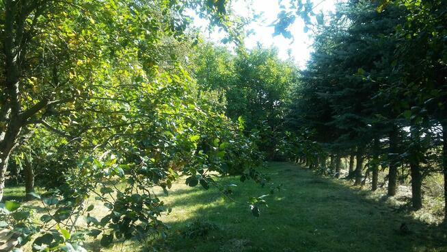 Działka lubelskie Uścimów Stary