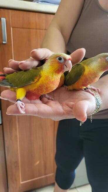 Rudosterki ręcznie karmione pupile