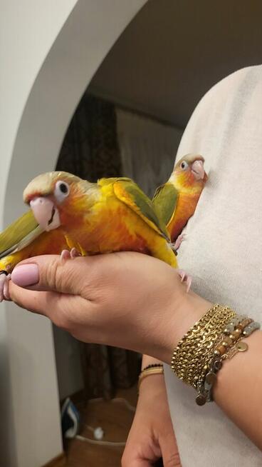 Rudosterki ręcznie karmione pupile