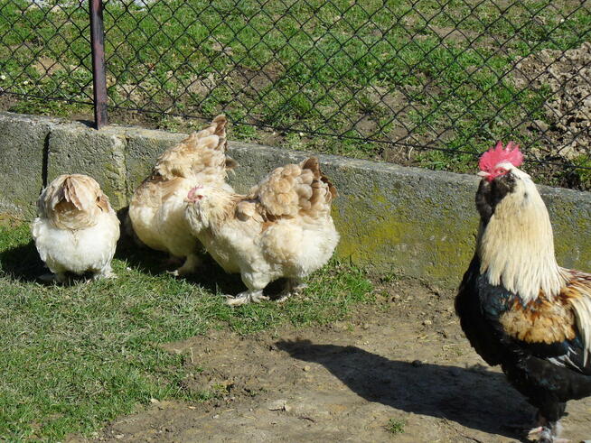 Jajka lęgowe faweroli łososiowej