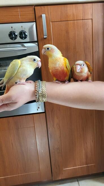 Rudosterki ręcznie karmione pupile