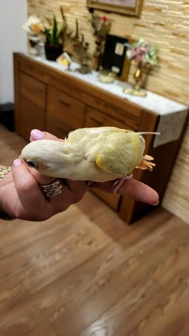 Rudosterki ręcznie karmione pupile